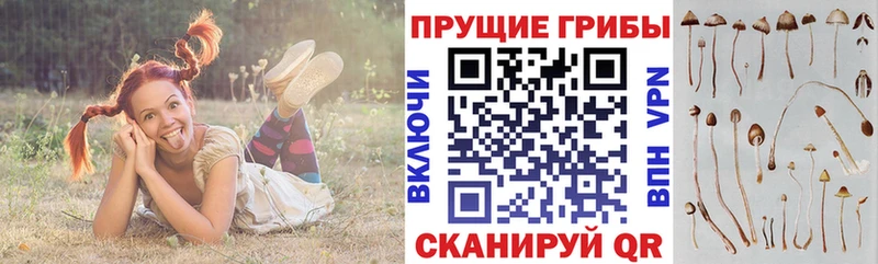 Псилоцибиновые грибы Psilocybe  Купить закладки  Курильск 