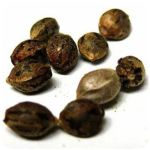 Семена марихуаны АК-47  (Seeds AK-47) в Курильске